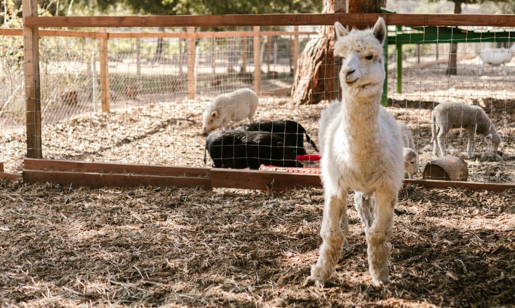 Take a tour of Creekwater Alpaca Farm Barn